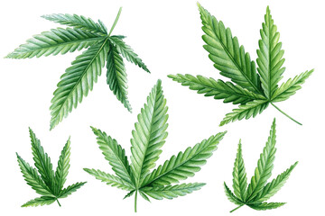Hemp, green leaves. Cannabis set isolated on white background, green leaves watercolor illustration, medicine herb plant