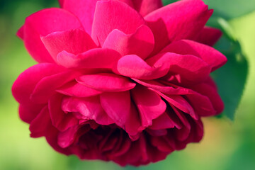 Wine red big rose flowerhead. Close up macro photography.