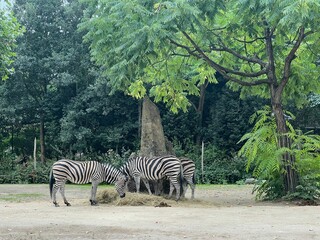 Fototapeta na wymiar Beautiful striped African zebras in zoo enclosure