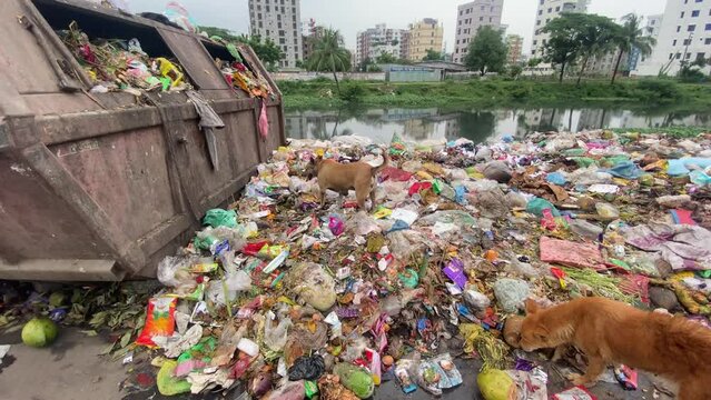 Dogs scrounge overflowing plastic garbage polluting residential Dhaka riverbank