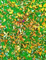  Colorful Leaves on the Green  Grass  Background,  Nature, Autumn