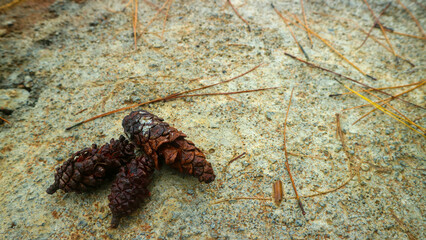 pine-cones on concrete floor as background