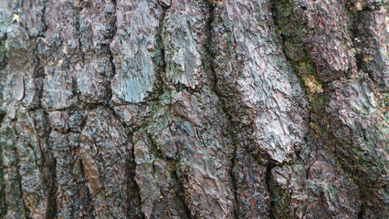 pine tree bark texture as background