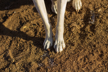 Dog's paws close-up	