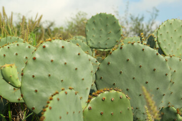 Beautiful view of cactuses with thorns growing outdoors, closeup