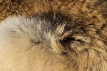 Rear view of fluffy dog's head
