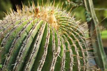 Closeup view of beautiful cactus on sunny day. Tropical plant