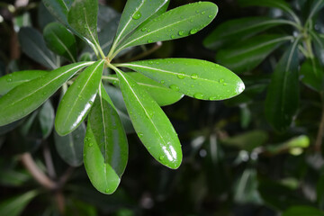 Fototapeta na wymiar Closeup view of green leaves with water drops outdoors, space for text