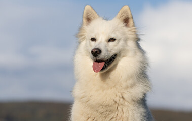 Fototapeta premium portrait of a white dog