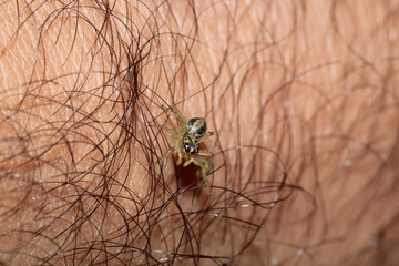 little jumping spider macro photo
