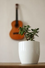Jade plant in a white flower pot