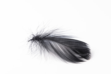 Single Black Feather Isolated on White Background