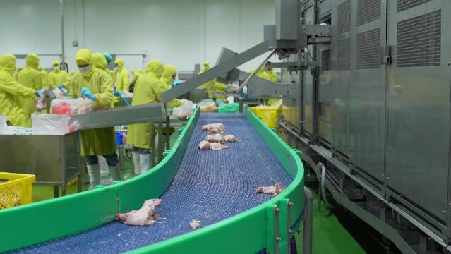 Fresh and raw chicken meat on conveyor belt in modern poultry plant.