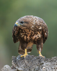 Common Buzzard, Buteo buteo perched on a branch