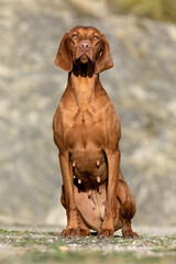 Hungarian Vizla outdoor