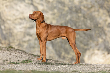 Hungarian Vizla outdoor