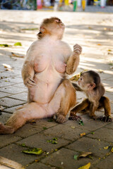 Naklejka premium A mother capuchin monkey eating a leaf with her infant monkey in Puerto Misahuallí in Ecuador