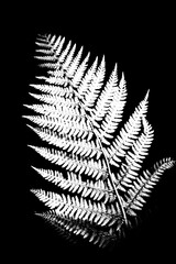 Farn Farnwedel Hintergrund Nahaufnahme monochrom