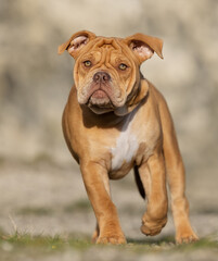 bulldog puppy