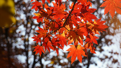 The autumn leaves and nature of Bukhansan Mountain are beautiful.