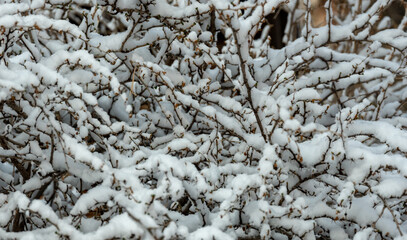 Tangle Of Branches Covered In Snow