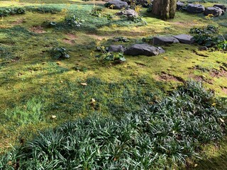 flowers in the grass