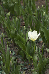 Blooming tulip on background of closen buds of another tulips