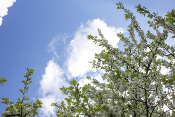 White flowers on the branches of a cherry tree
