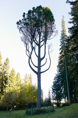 Cedar Lyra tree in Monrepos park in Leningrad region,  Vyborg