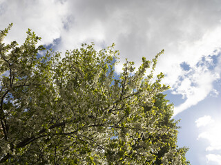 Blossoming cherry tree branches against the sky