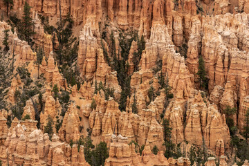 Trees and Hoodoos in Bryce Canyon Amphitheatre