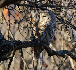 chouette rayée, strix varia, perchée dans son environnement fôrestier