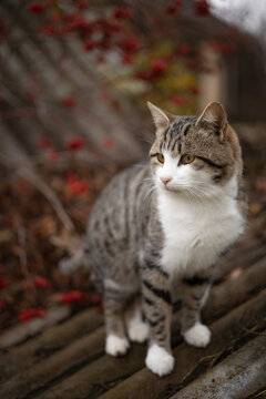 Photo of a beautiful striped cat in the autumn garden.
