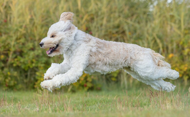 Obraz premium dog running in the grass