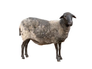 gray-black sheep isolated on white background