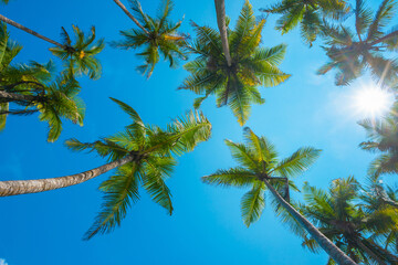 Obraz na płótnie Canvas Lush green tropical coconut palm trees crowns over blue sky with shining summer sun