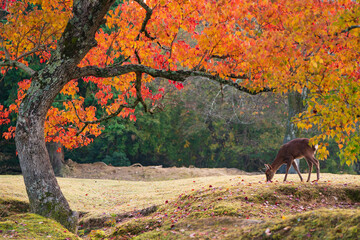 秋の奈良公園の鹿