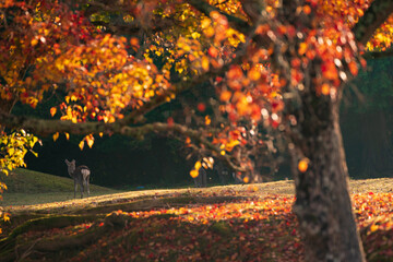 秋の奈良公園の鹿