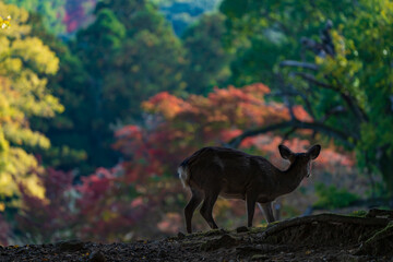 秋の奈良公園の鹿