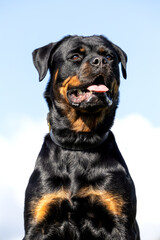 Obraz premium Portrait of a rottweiler