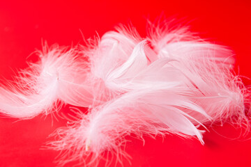 White feathers on red background 