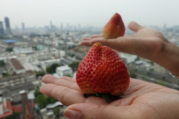 big red giant strawberry fruit