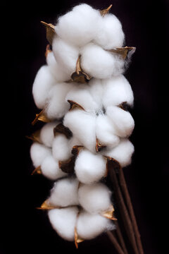 Branch with white fluffy cotton flowers on a black background, delicate white cotton flowers. Natural organic fiber, agriculture, cotton seeds, fabric raw material, selective focus