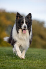 border collie dog
