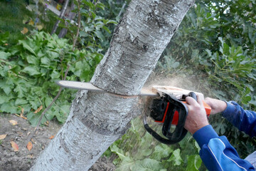 A man cuts a tree trunk with a chainsaw, selective focus