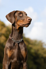 Portrait of a doberman 