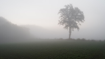 Fototapeta na wymiar Albero nella nebbia
