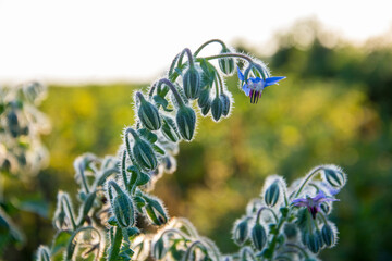 Borage flowers close up (Borago officinalis).