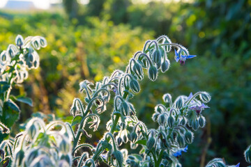Borage flowers close up (Borago officinalis).