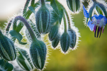 Borage flowers close up (Borago officinalis).